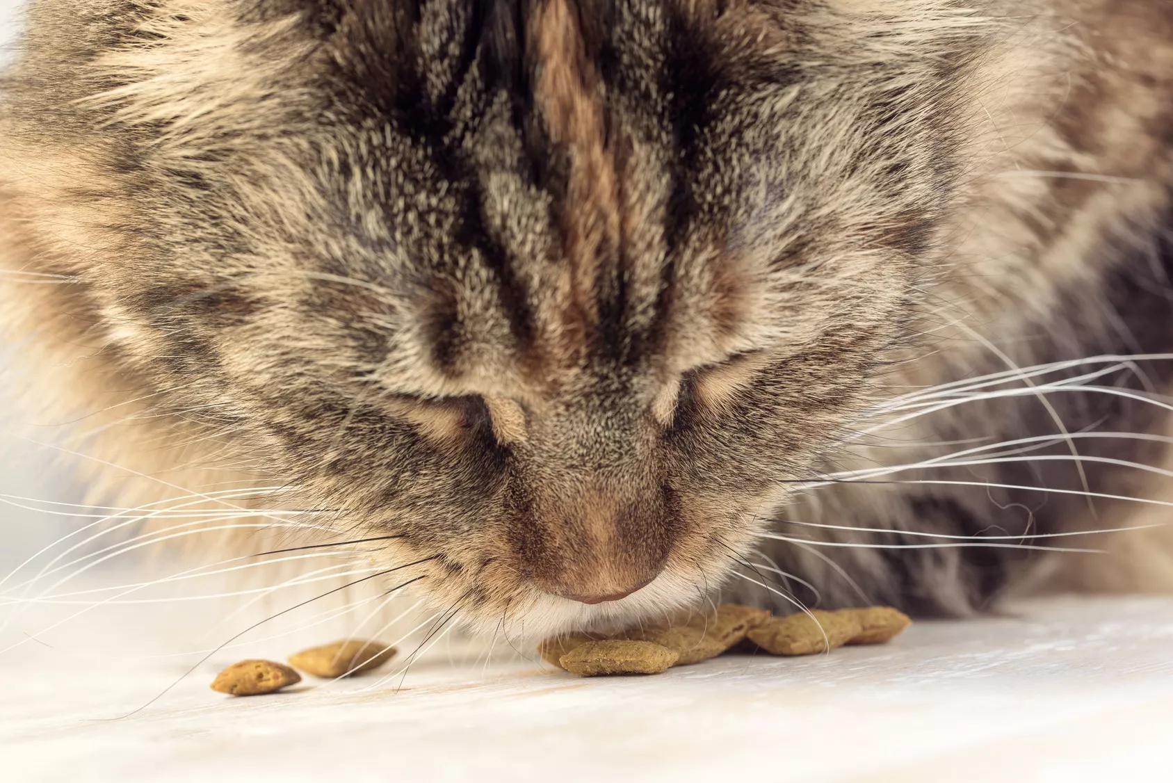 futterunverträglichkeit bei katzen