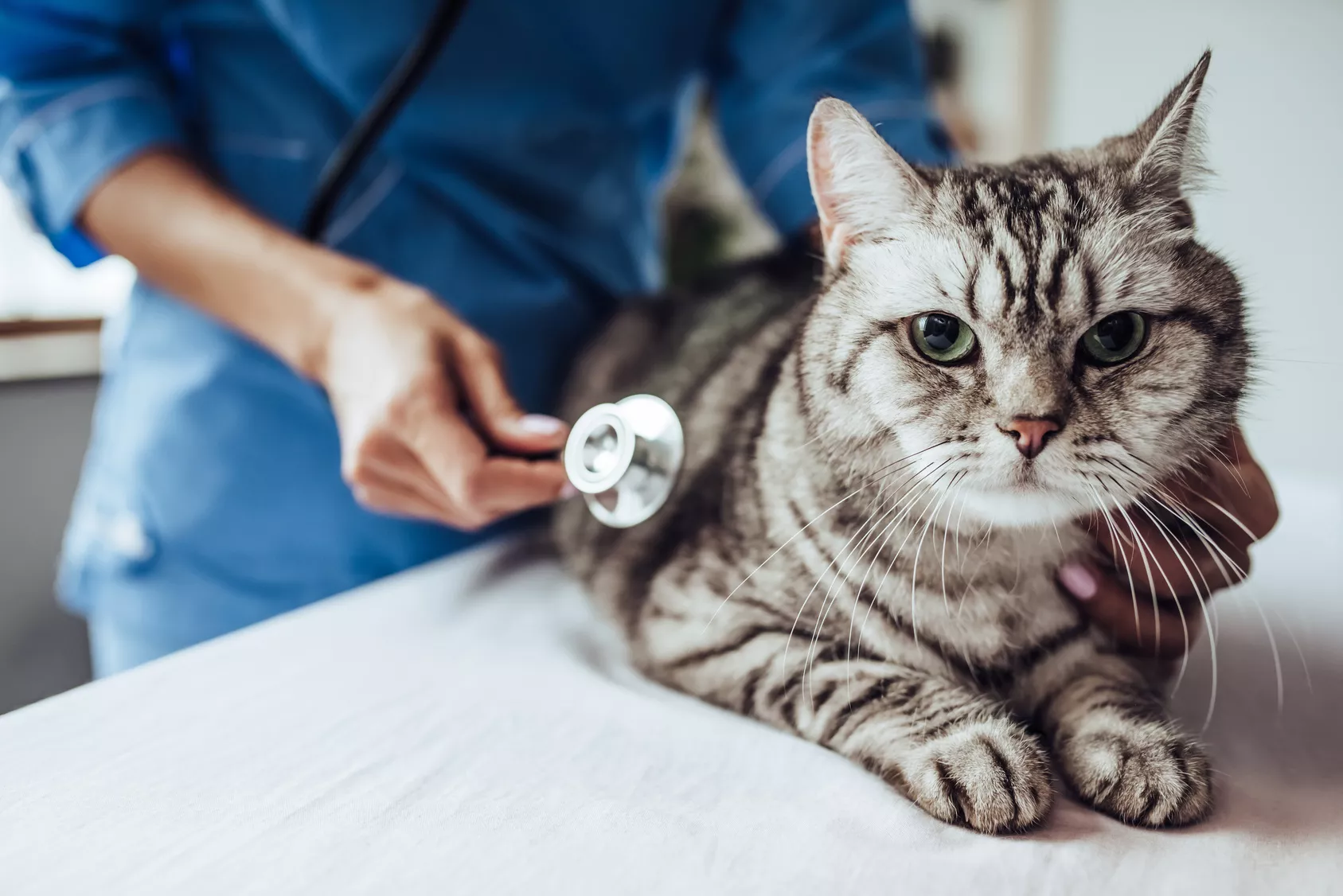 hormonstörungen bei katzen