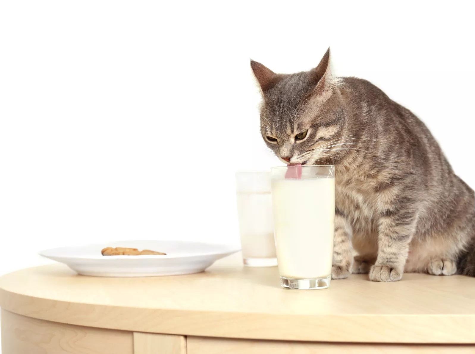 lebensmittel für katzen