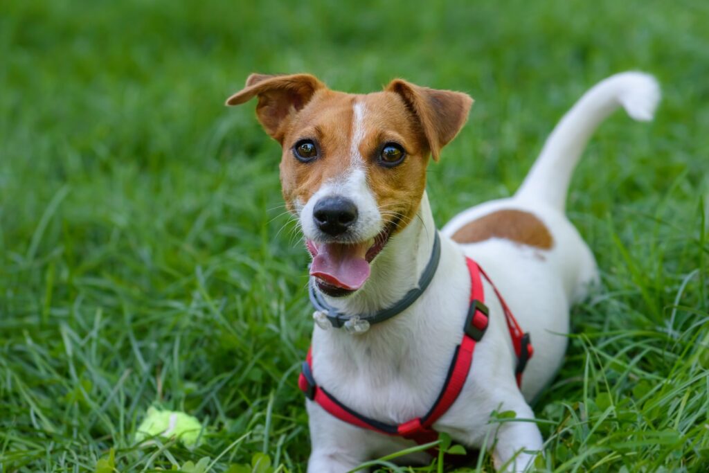 voli li jack russell terijer plivati