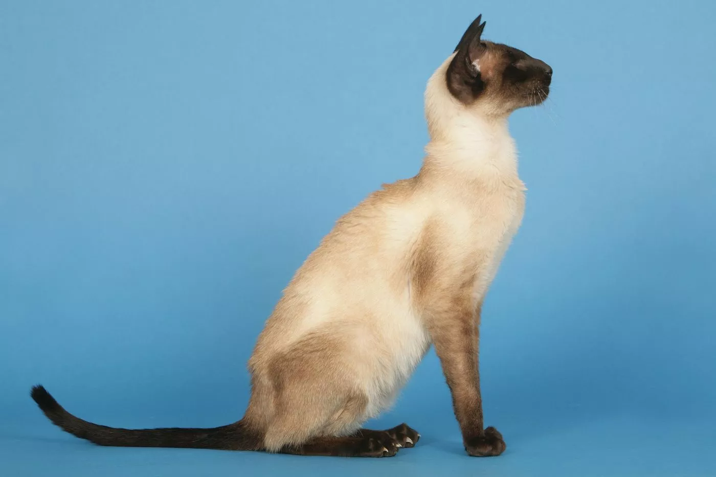 Sijamska mačka iz profila