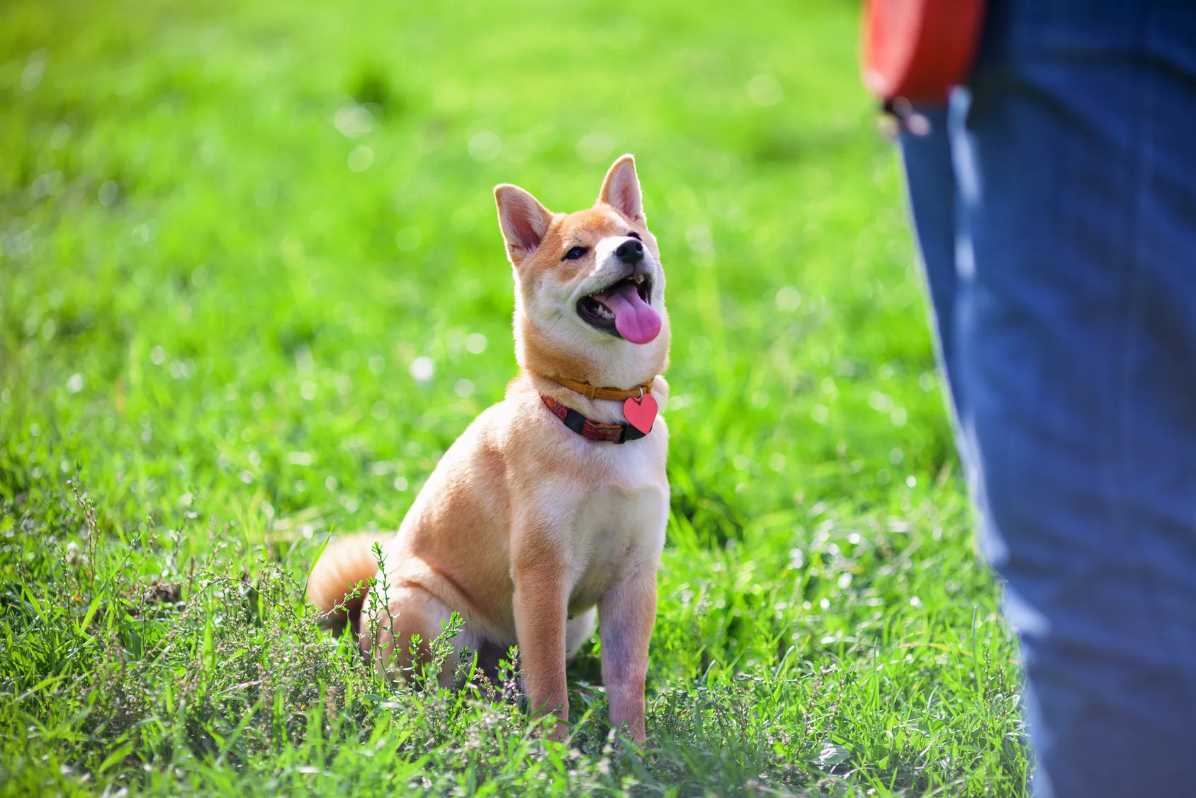 Trening shiba inu psa