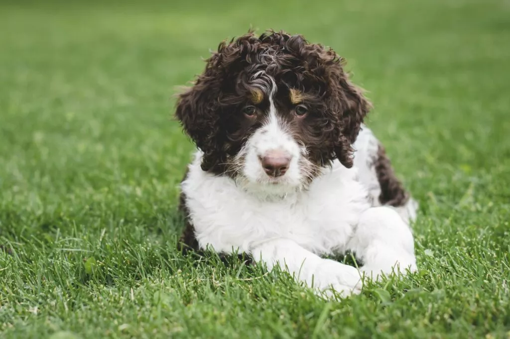 mogu li se goldendoodles ostaviti na miru