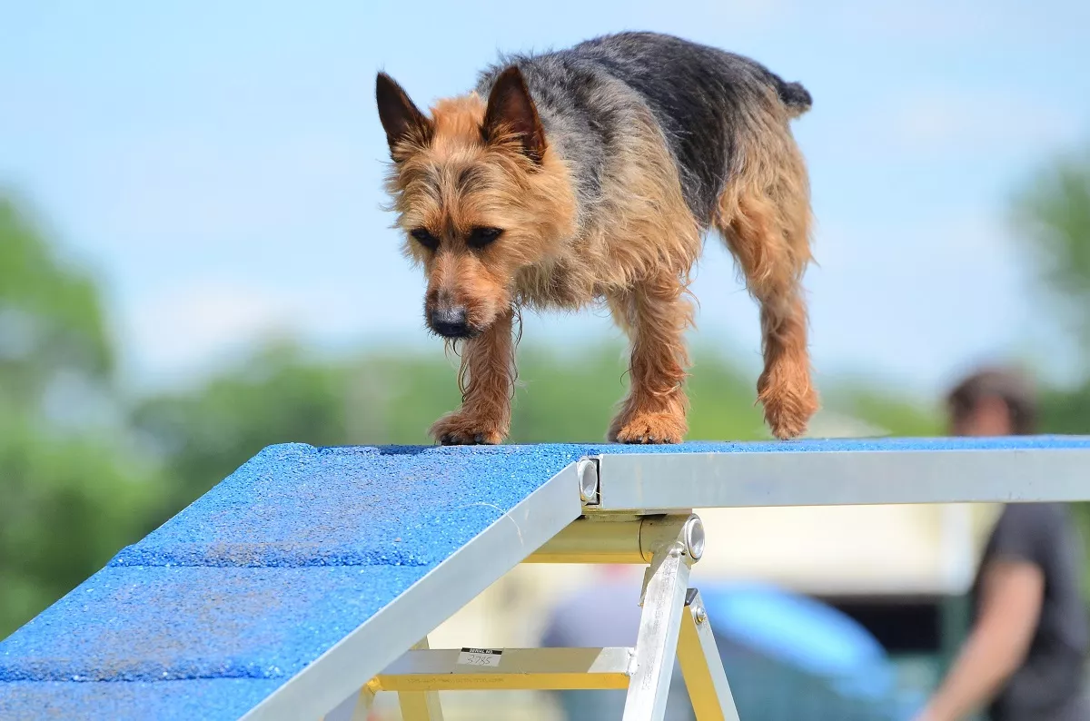 Agility trening s australskim terijerom