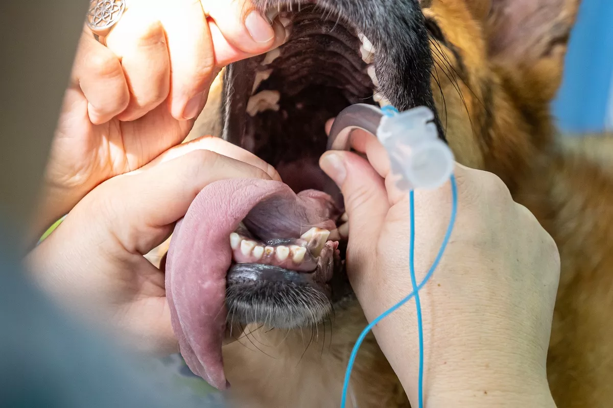 intubacija kod psa nakon kolapsa dušnika