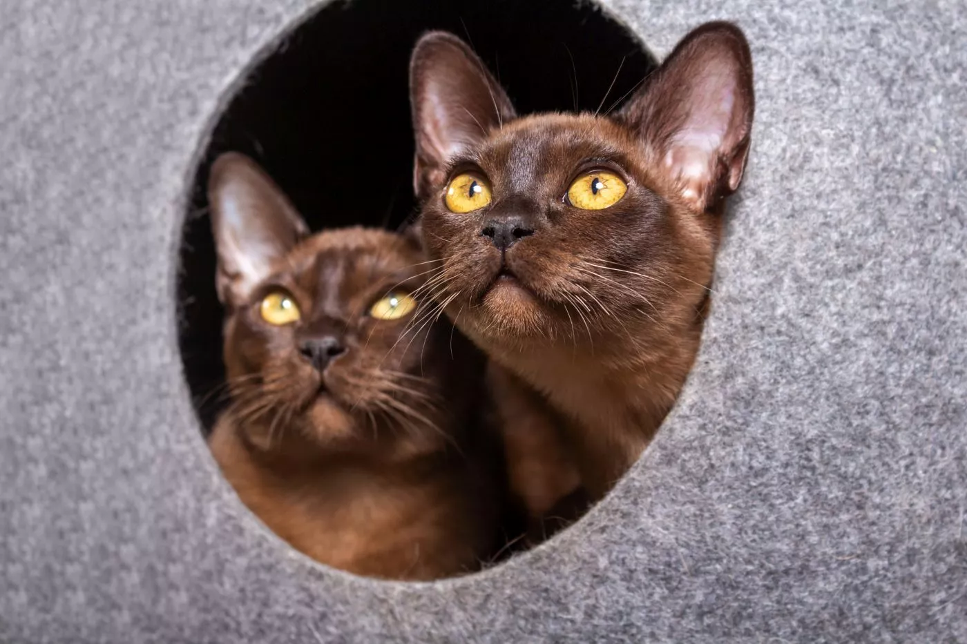 Dva burmanska mačića sjede u skrivalici i gledaju van nje