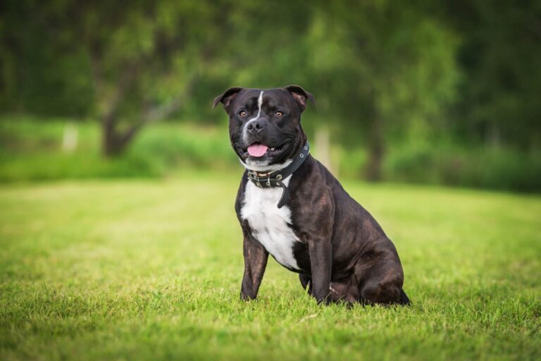 je staffordshire bull terijer opasan pas