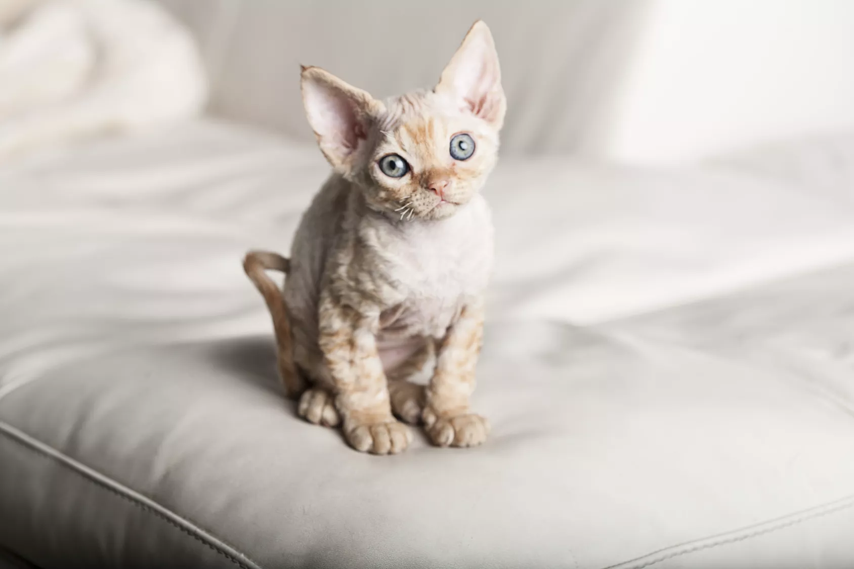 Mačić pasmine devon rex