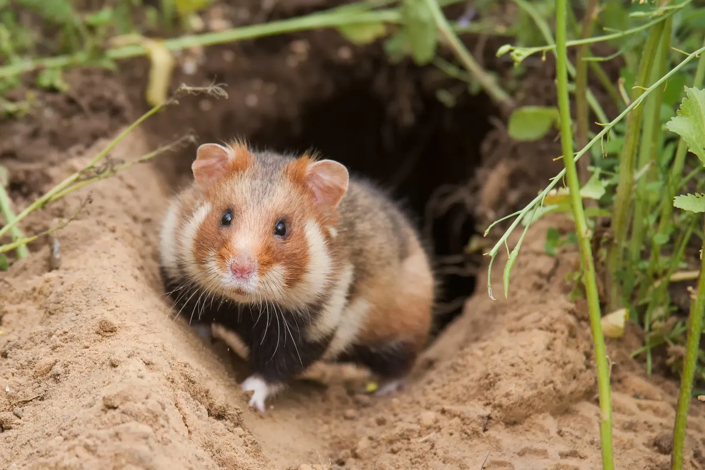 Poljski hrčak (cricetus cricetus)