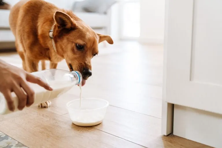 Mali pas pije mlijeko