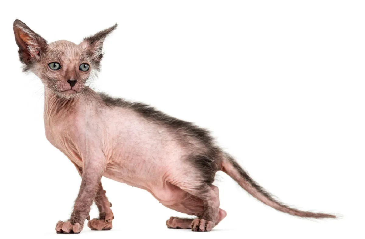 Lykoi