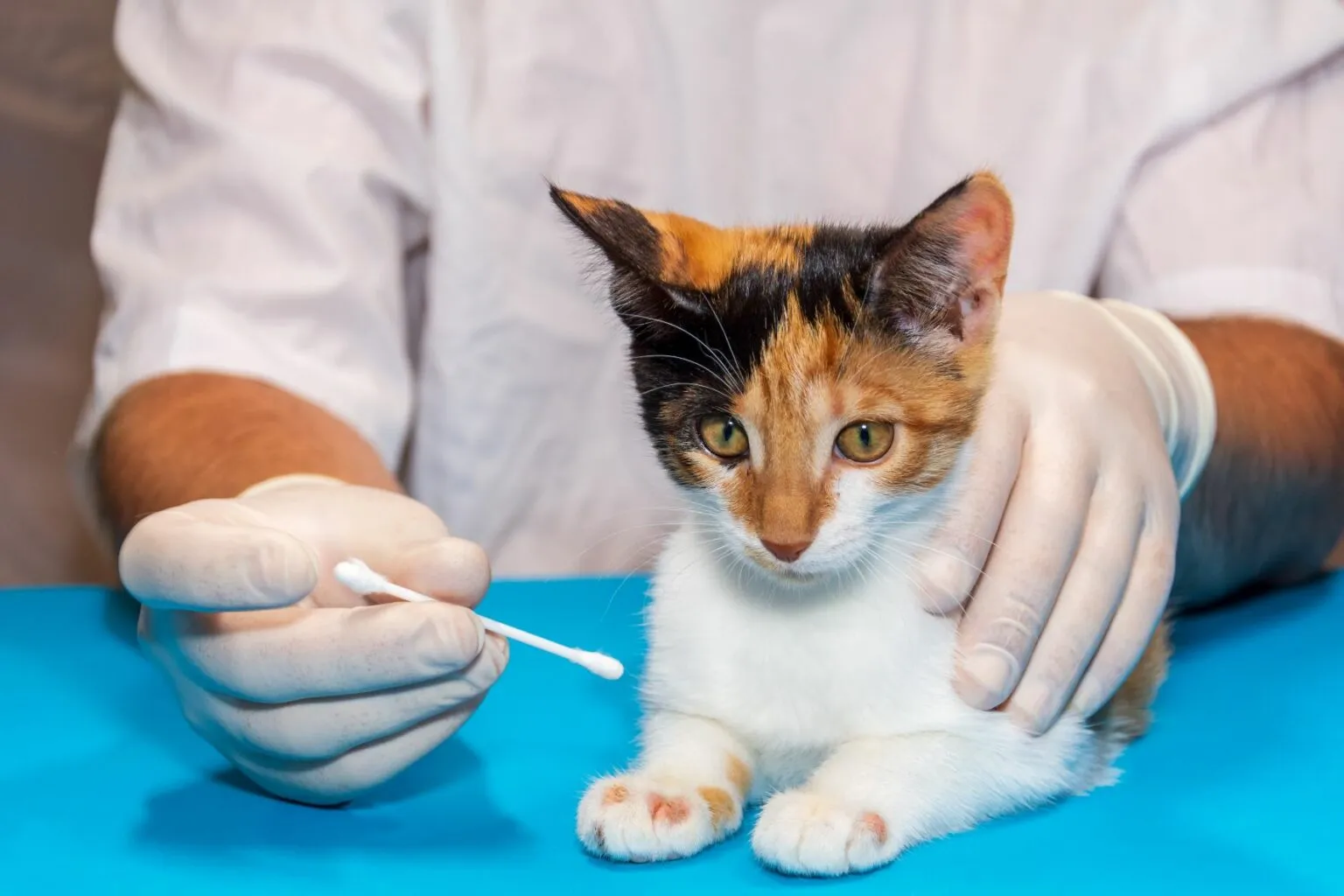 Mačka kod veterinara