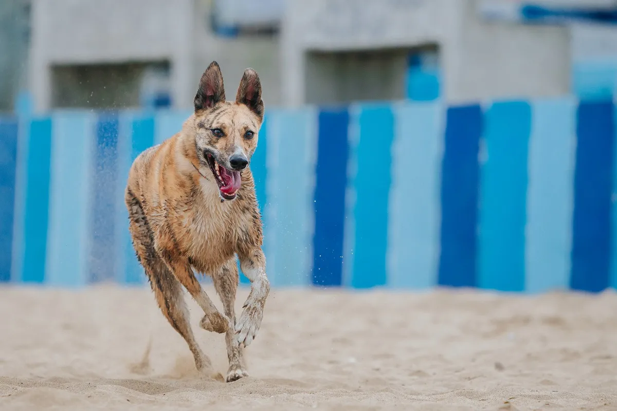 Carolina Dog trči na plaži