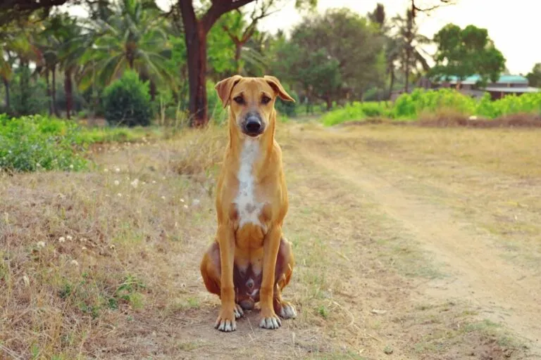 Carolina Dog