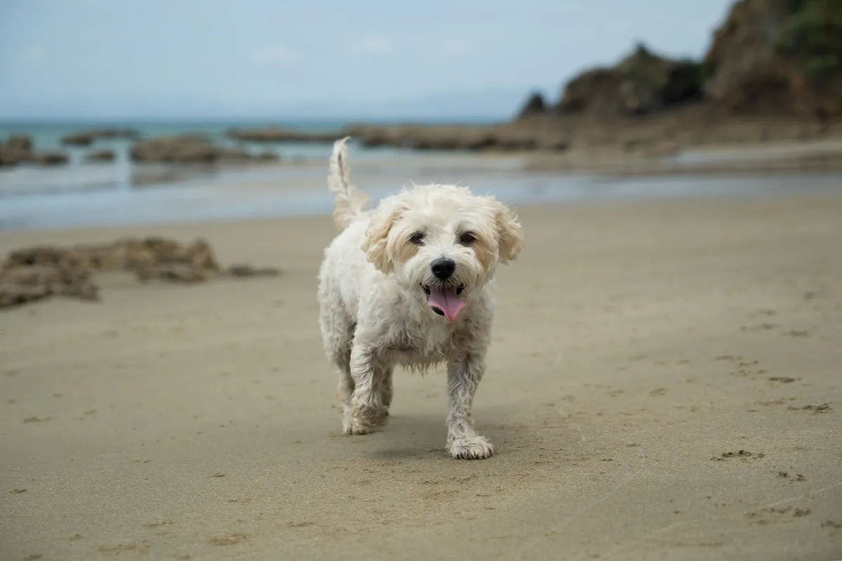 Cavachon na plaži