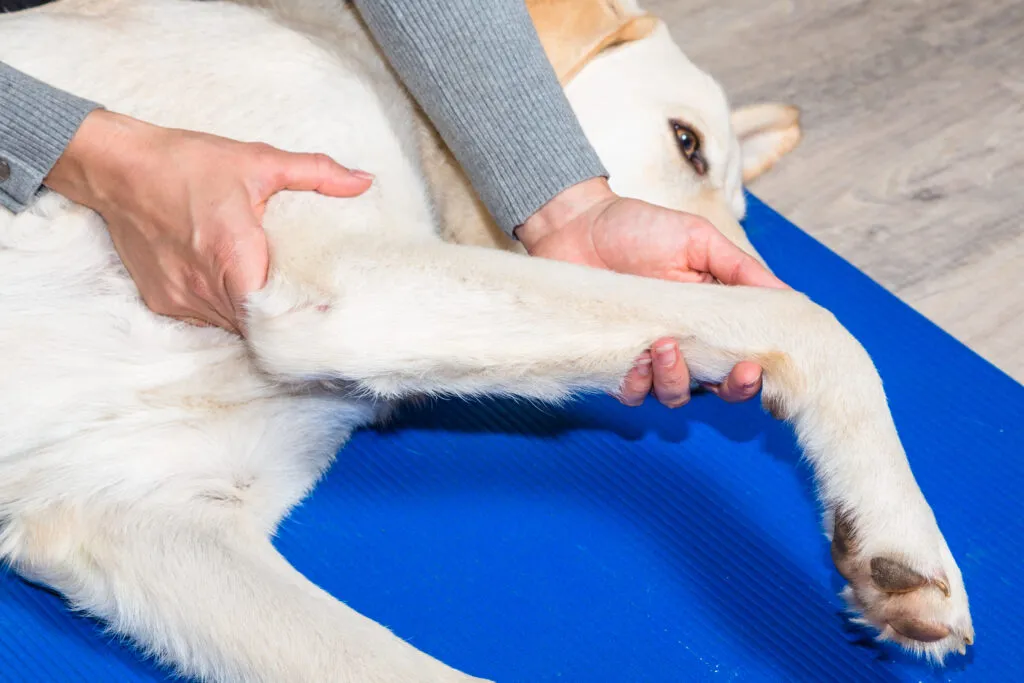 Bolovi u zglobovima kod pasa na veterinarskom pregledu