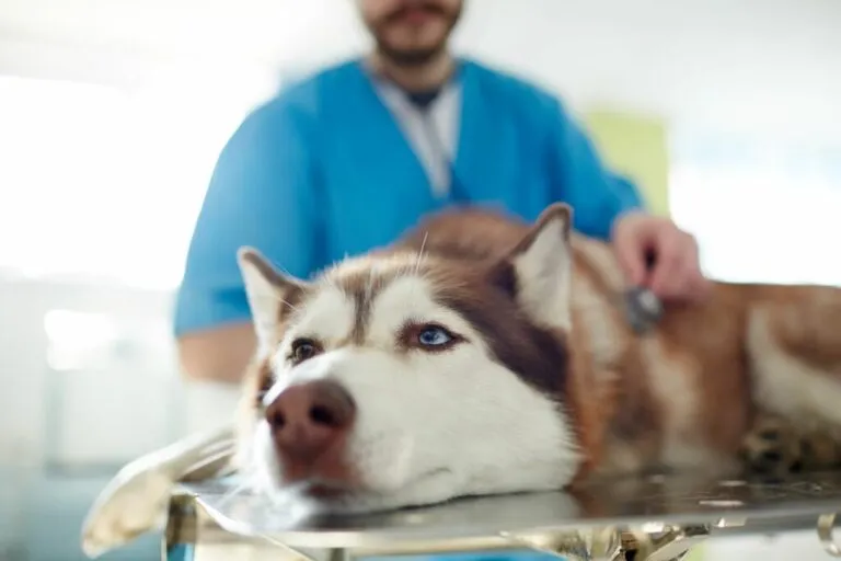 Veterinar pregledava psa