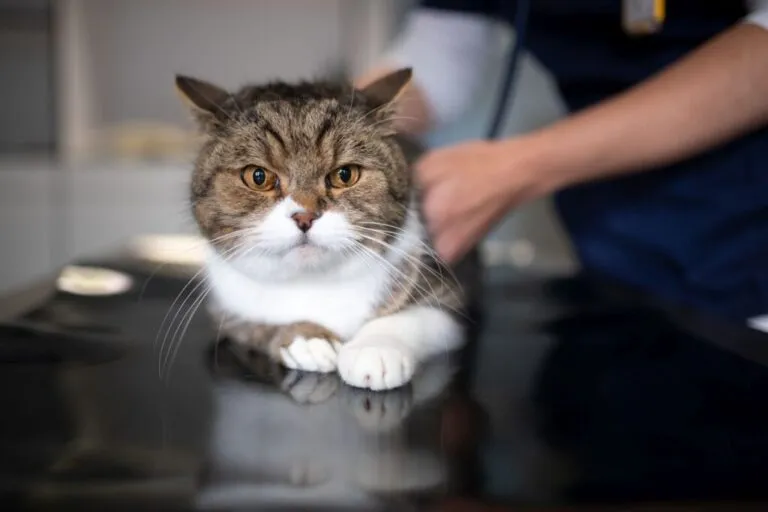 Mačka na veterinarskom pregledu zbog hernije diska